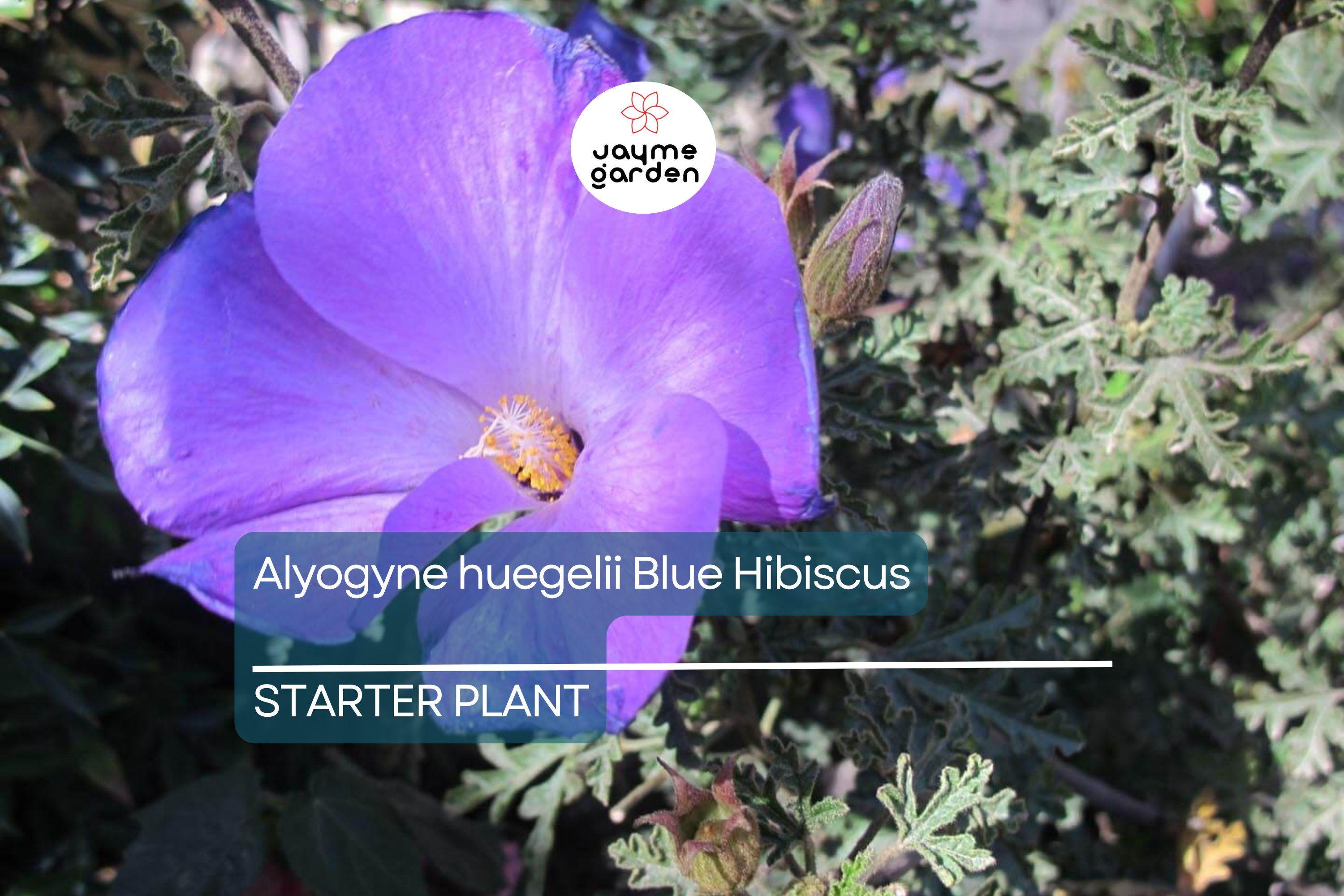 Blue Hibiscus Starter Plant - Alyogyne huegelii - Live Well Rooted Seedling, Blue-Purple Blooms, Indoor & Outdoor, Medium Watering