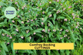 10x Comfrey Bocking 14 Root Cuttings – Non-Seeded Variety for Soil Building, Compost, & Pollinator Gardens – USA