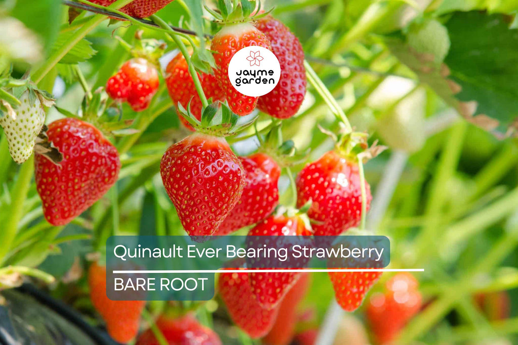 Quinault Everbearing Strawberry Plants - 25 Bareroot Plants, Large & Sweet, Zones 4-9
