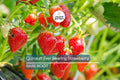 Quinault Everbearing Strawberry Plants - 25 Bareroot Plants, Large & Sweet, Zones 4-9