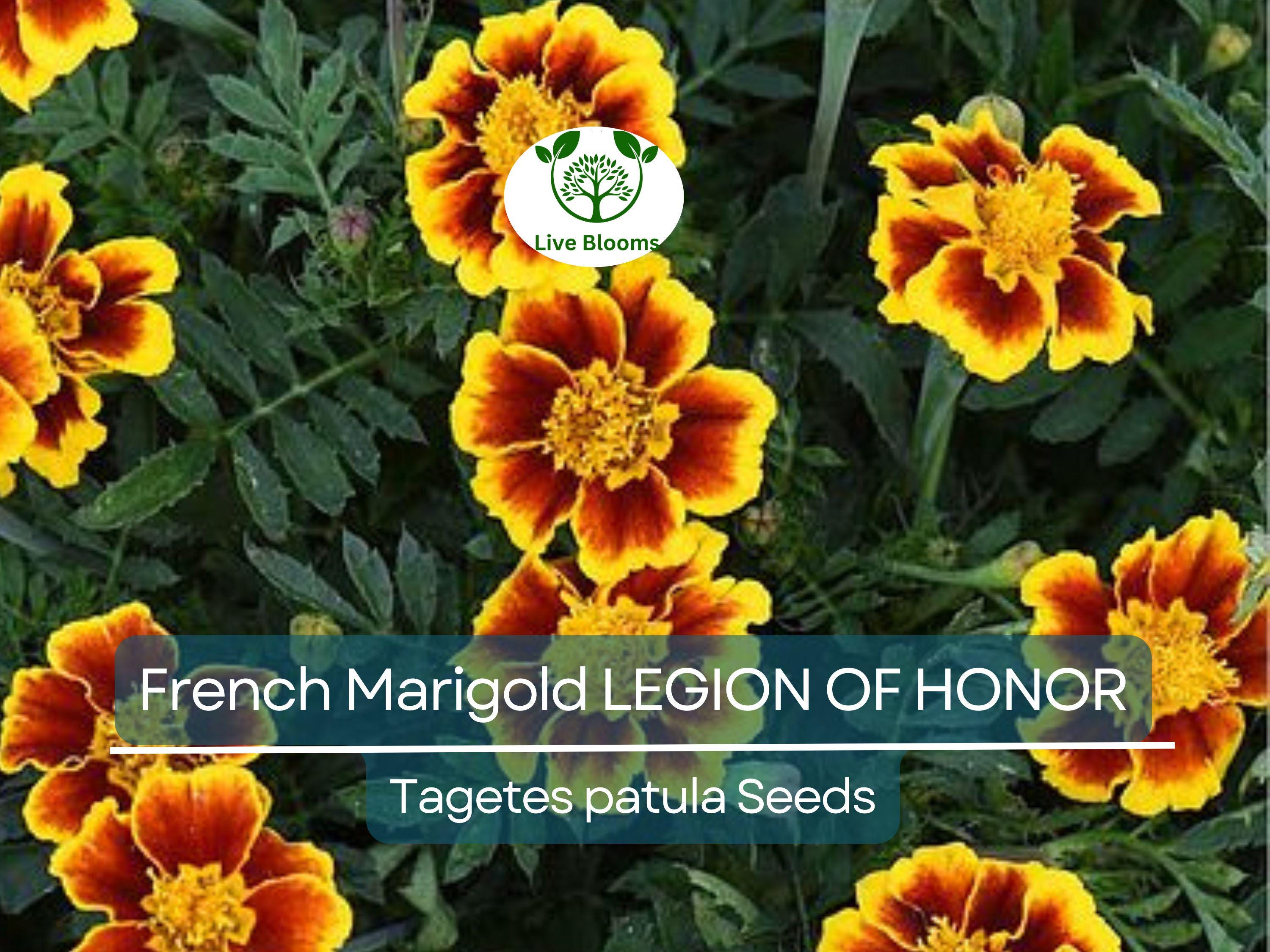 200 Seeds French Marigold LEGION Of HONOR Dwarf, Non-GMO, Beneficial Flowers, Tagetes patula, Garden Annual, Easy to Grow