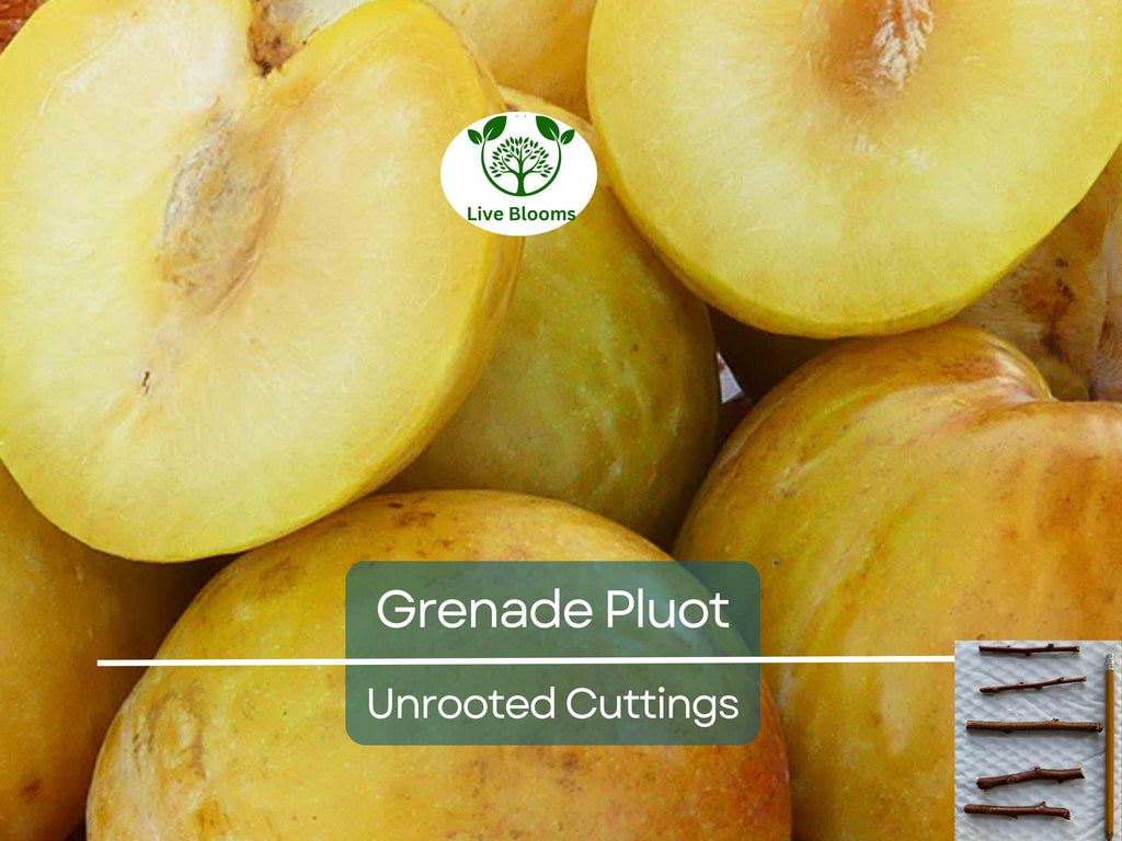 5 Grenade Pluot Unrooted Cuttings, 2-5 Inches Long, Propagate Your Own Fruit Tree, Delicious Hybrid Pluot, Easy to Grow and Care For