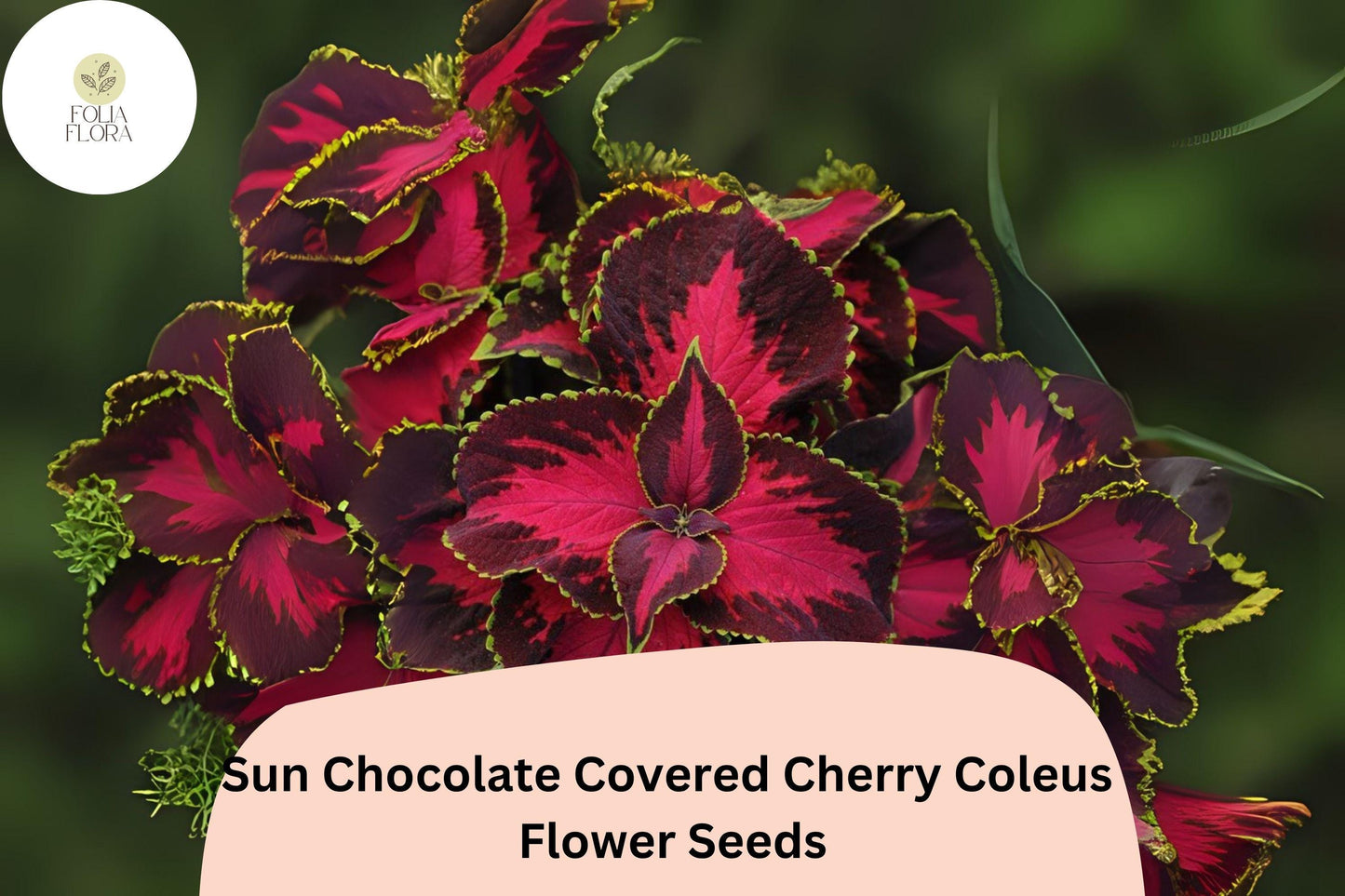 25+ Sun Chocolate Covered Cherry Coleus Seeds | Premium Shade Plant | Red Green Foliage Annual | Garden Bedding Seeds