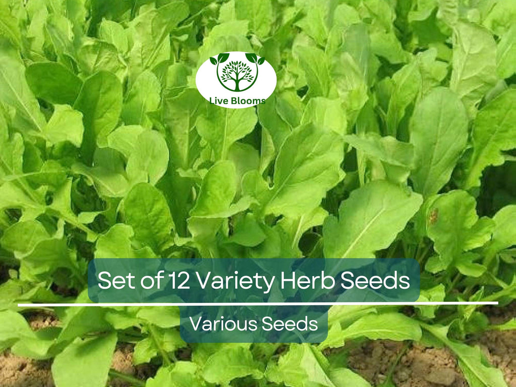 Set of 12 Culinary Herb Seeds – Basil, Parsley, Cilantro, Thyme, Dill, Arugula, Lavender, Non-GMO, Heirloom