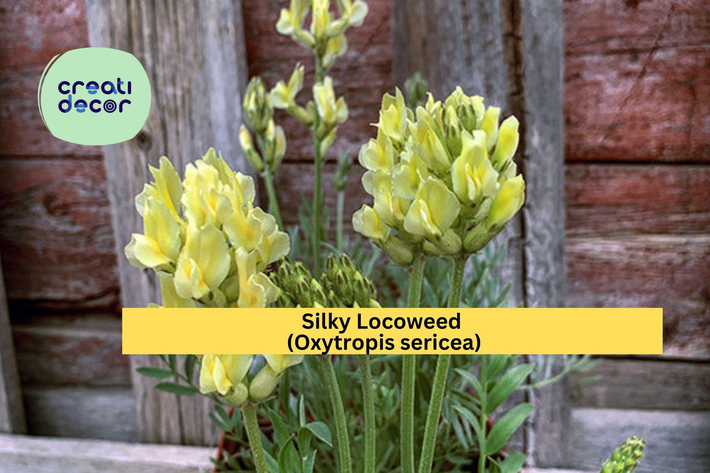 Silky Locoweed Seeds (Oxytropis sericea) – 25 Native Perennial Wildflower Seeds | Drought-Tolerant | Pollinator-Friendly