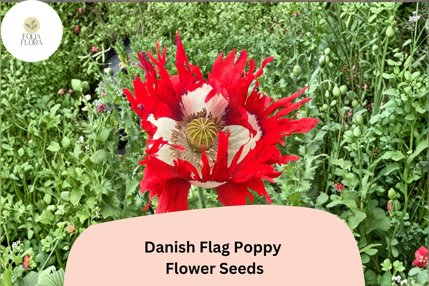 200+ Danish Flag Poppy Seeds for Garden Planting - Striking Red & White Blooms