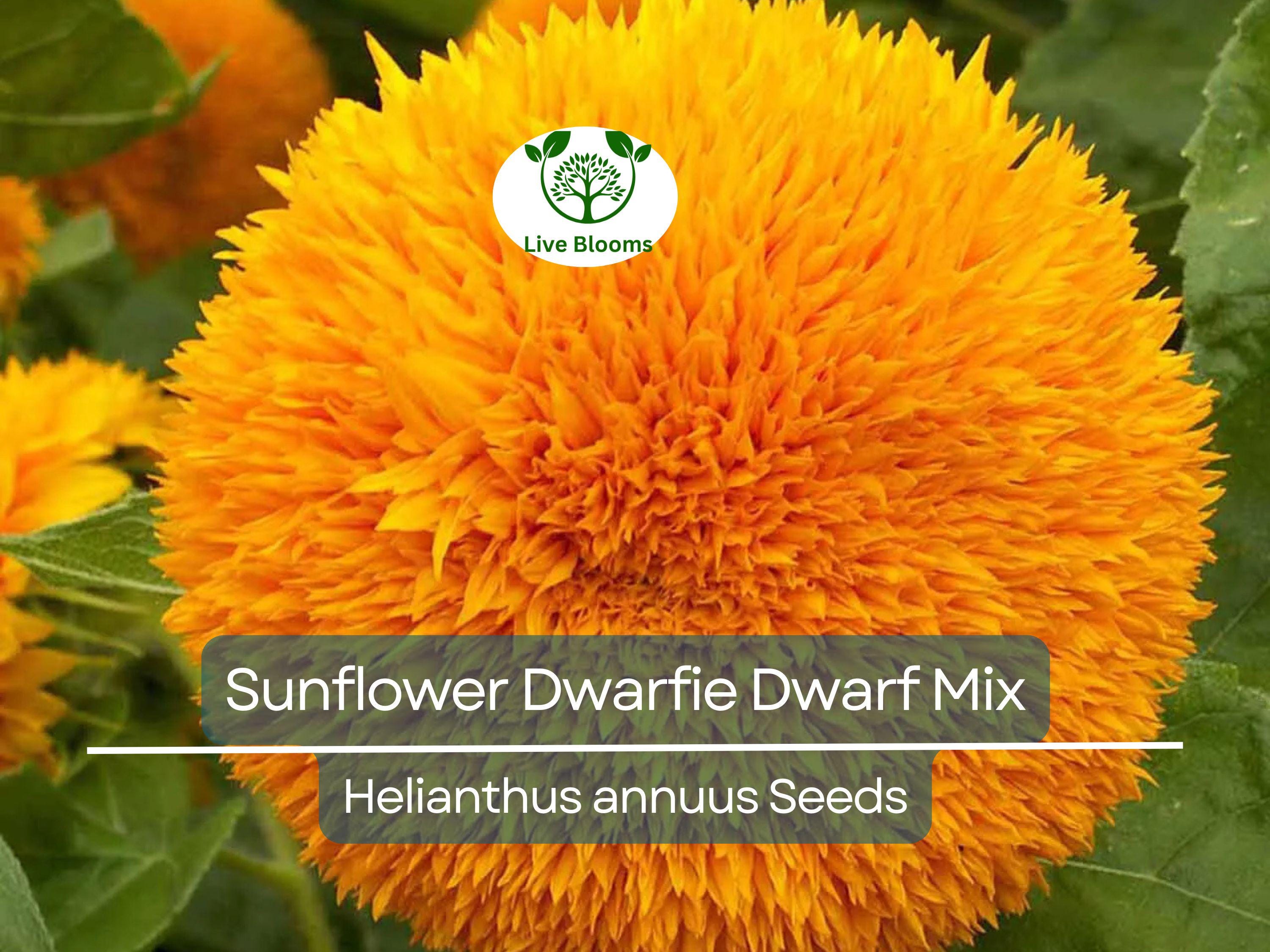 50 Seeds Sunflower Dwarfie Dwarf Mix (Helianthus annuus) Non-GMO, Attracts Butterflies, Bees, Birds & Goldfinches, Mini Sunflowers Garden