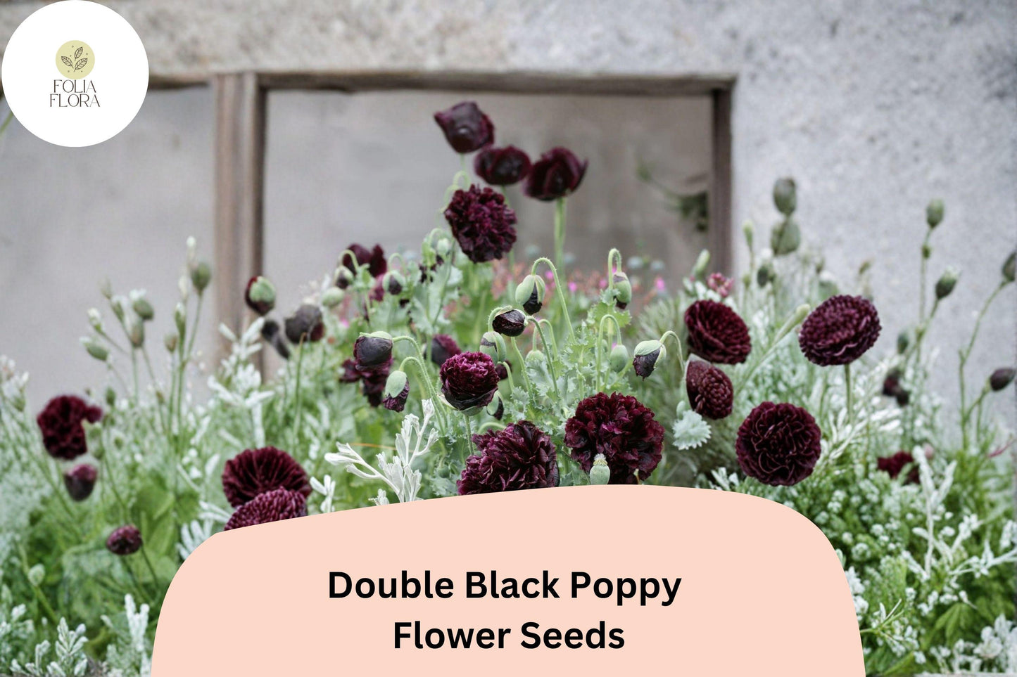 200+ Double Black Poppy Seeds for Garden Planting – Deep Maroon Blooms, Easy to Grow Flowers