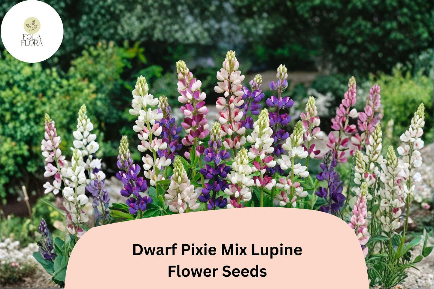 25+ Dwarf Pixie Mix Lupine Seeds | Lupinus nanus | Compact Mixed Colors
