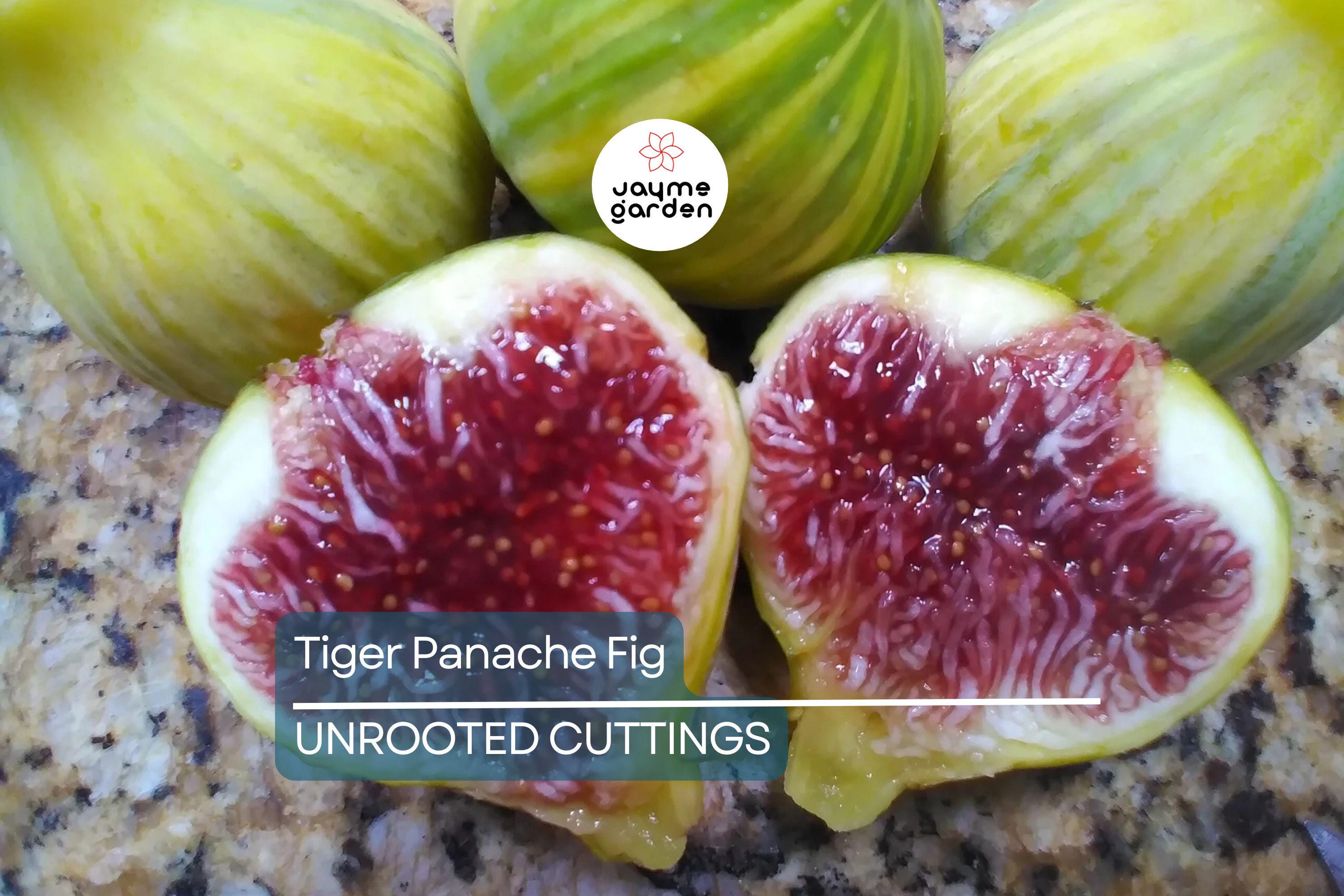 2 Tiger Panache Fig Cuttings – Variegated 6"+ Fresh Scions with 3+ Nodes for Rooting