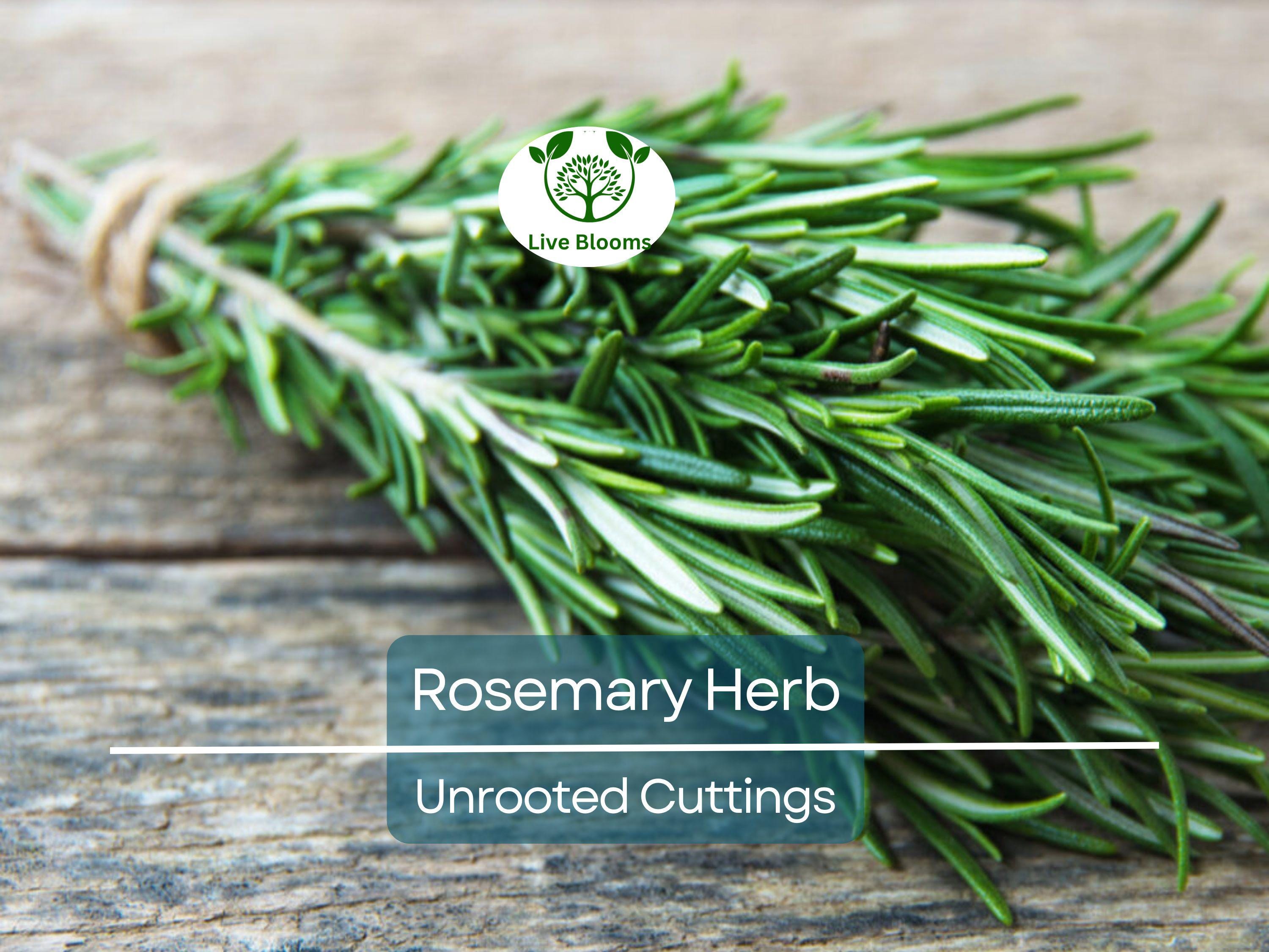 15 Organic Rosemary Herb Plant Cuttings, Rosmarinus Officinalis, Unrooted 10" Each, Fresh Culinary Herb for Propagation, Easy to Grow