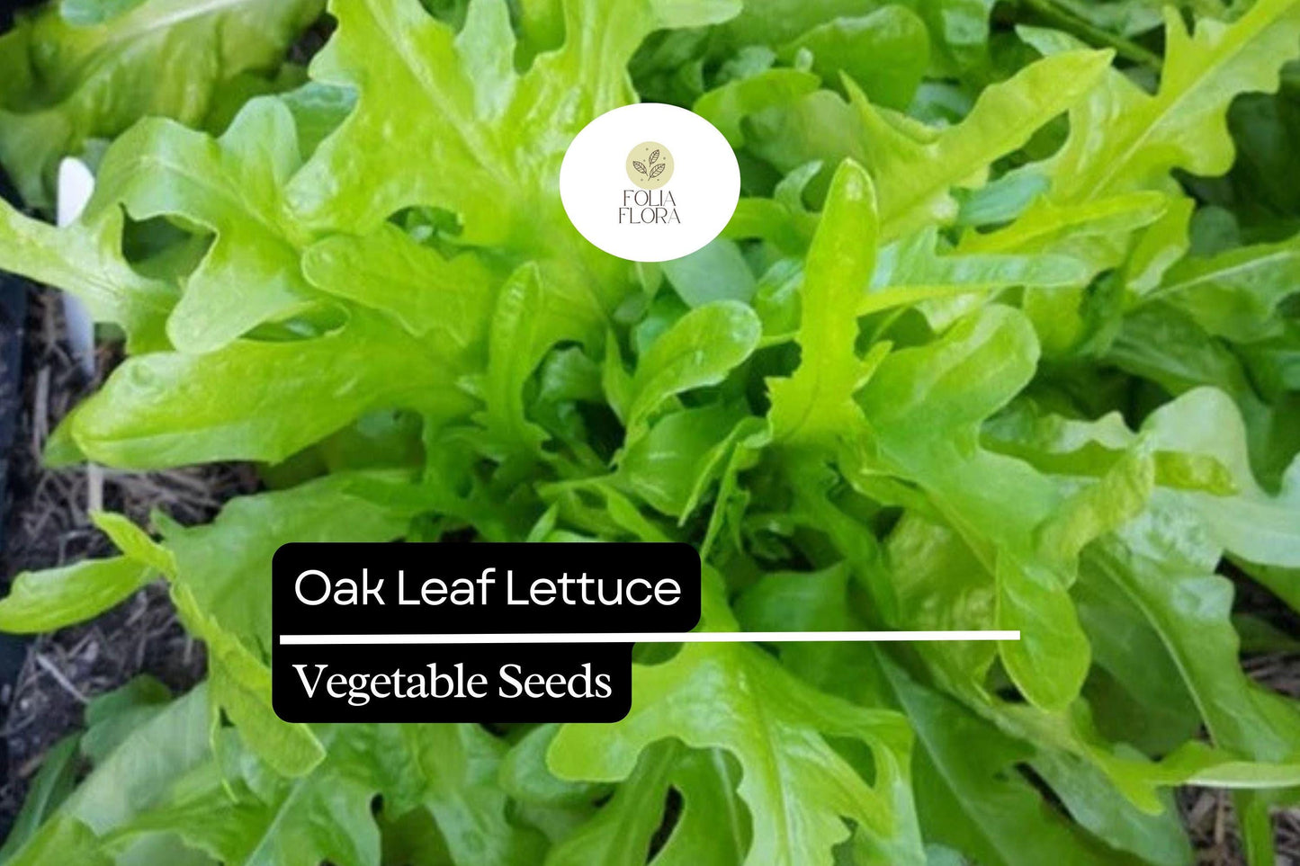 1000 Oak Leaf Lettuce Seeds – Lactuca sativa – Heirloom Loose-Leaf, Tender Texture, Sweet Flavor, Non-GMO, Fast-Growing, Heat-Tolerant