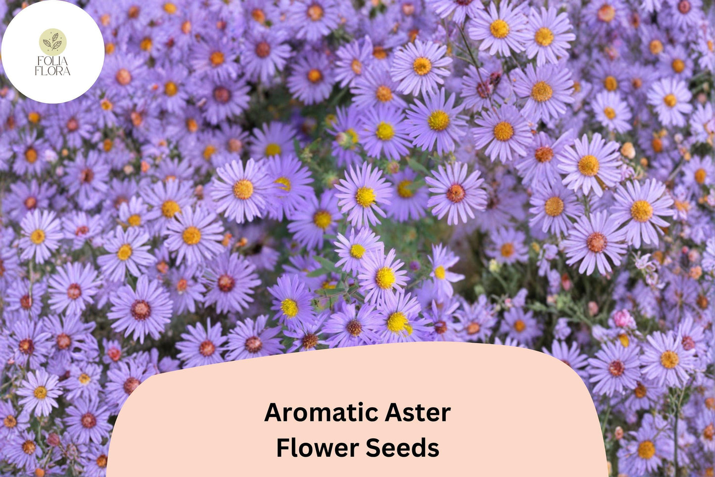 100 Symphyotrichum oblongifolium Seeds | Aromatic Aster | Purple Native Perennial Wildflower for Pollinator Garden
