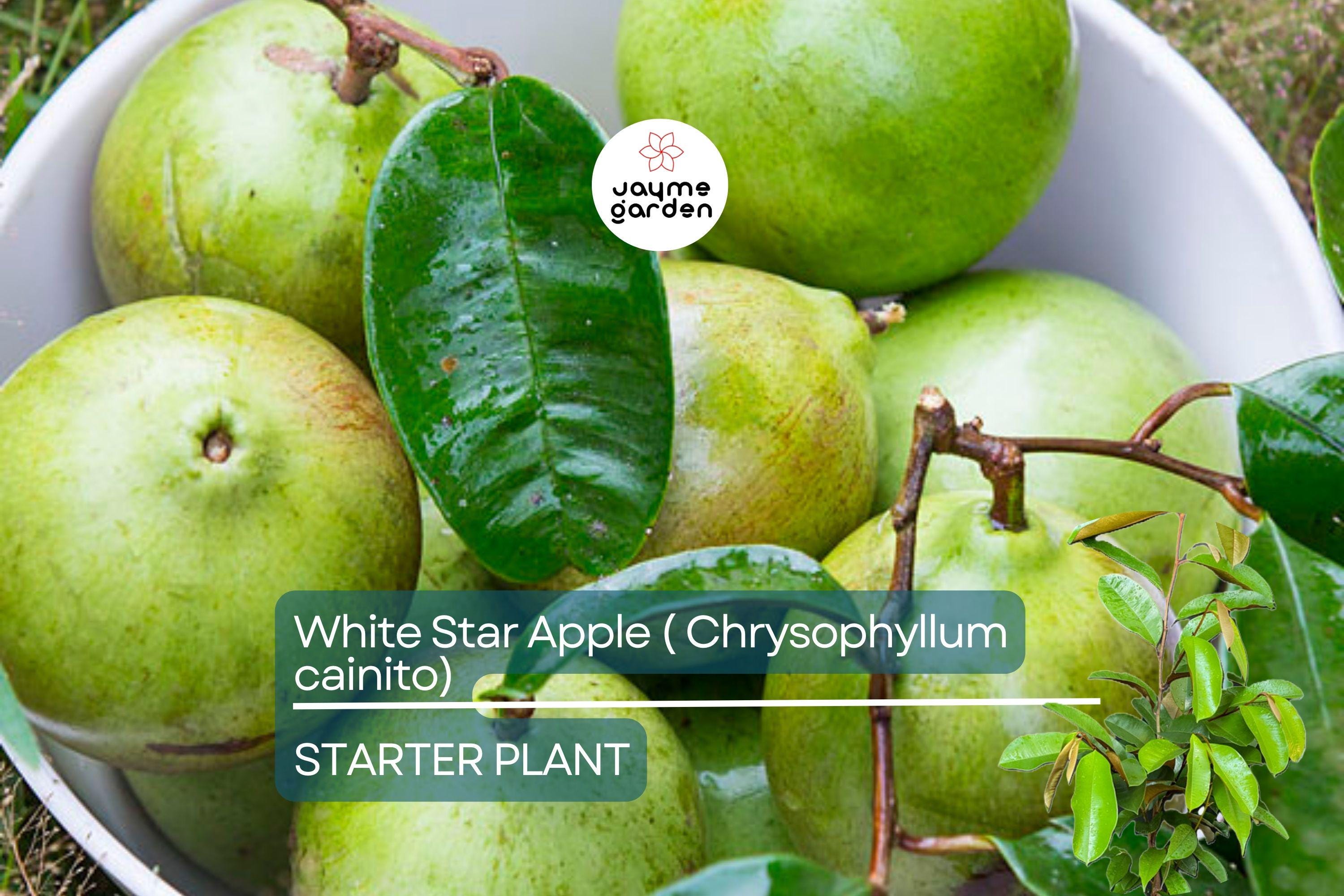 White Star Apple Tree Live Tropical Fruit Tree 12"-24" | Caimito Starter Plant | Sweet Juicy Fruit, Easy Care, Container Friendly