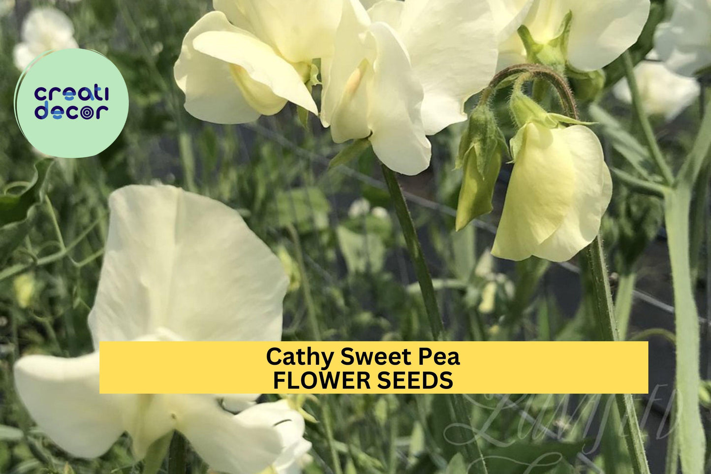 50+ Cathy Sweet Pea Seeds – White Fragrant Blooms for Garden Planting, Elegant Climbing Vines for Trellises, Fences & Bouquets – USA