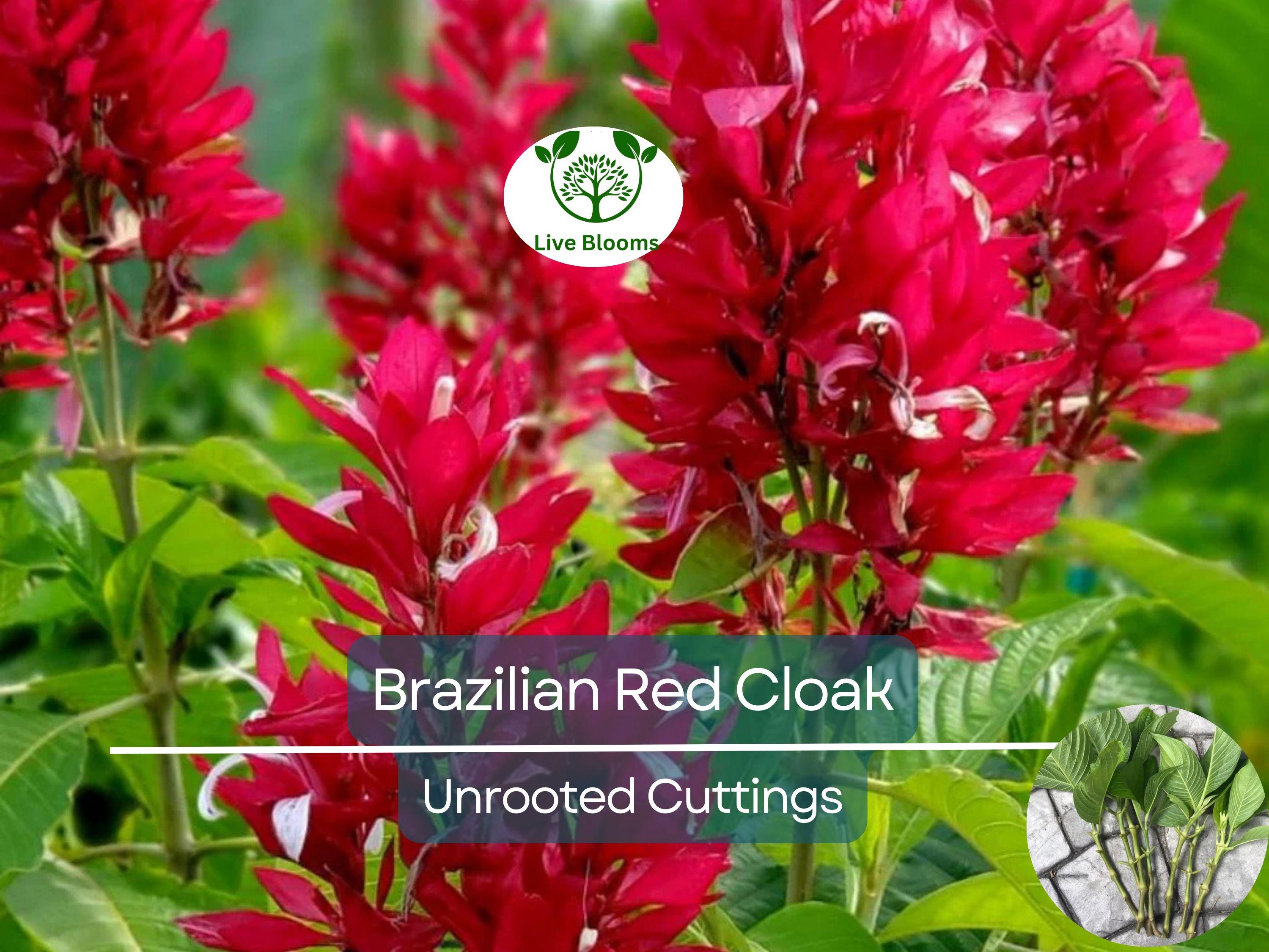 7 Brazilian Red Cloak Unrooted Cuttings 5-8" Easy to Root, Gorgeous Tropical Shrub, Great for Gardens, Landscapes, Privacy Hedge, Organic