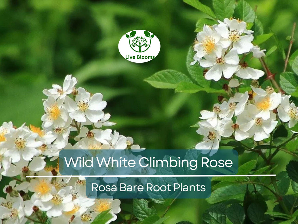 1 Wild White Climbing Rose – Live Hardy Bare Root Plant 6–10” – All Natural, Easy-Care Rose for Trellis, Fence, or Garden