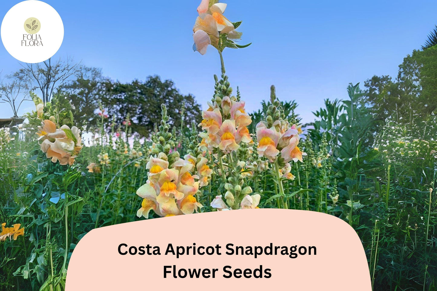 Costa Apricot Snapdragon Seeds (Antirrhinum majus) | 1000+ Seeds | Peachy-Orange Blooms for Garden & Cut Flower Arrangements