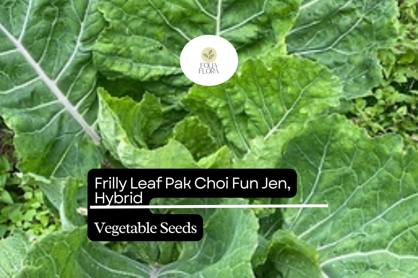 500mg Frilly Leaf Pak Choi Fun Jen Seeds Hybrid Brassica rapa | Unique, Non-GMO, Crisp & Tender Asian Greens, Easy to Grow Vegetable