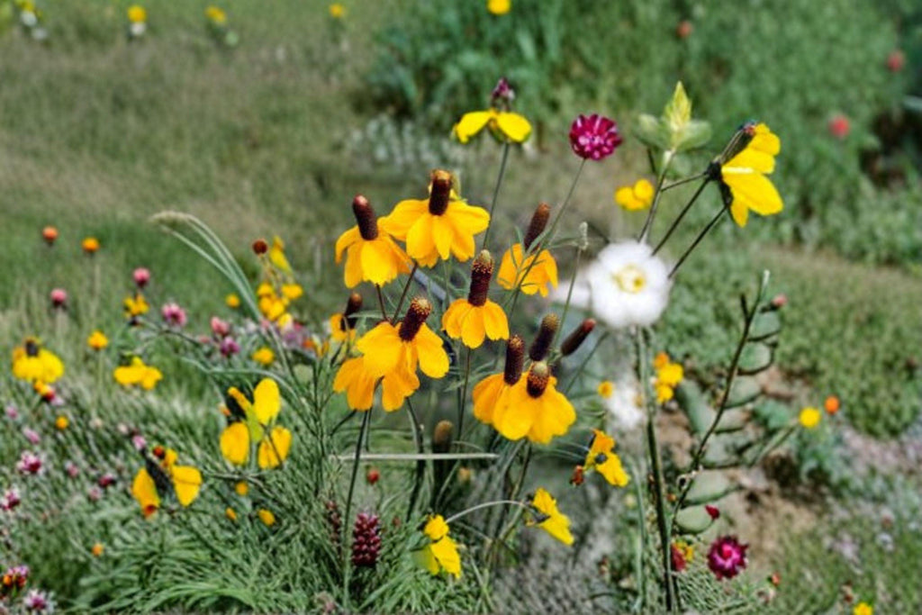 Mexican Hat Wildflower 250 Seeds | Native Prairie Flower | Long Bloom Season | Pollinator Favorite