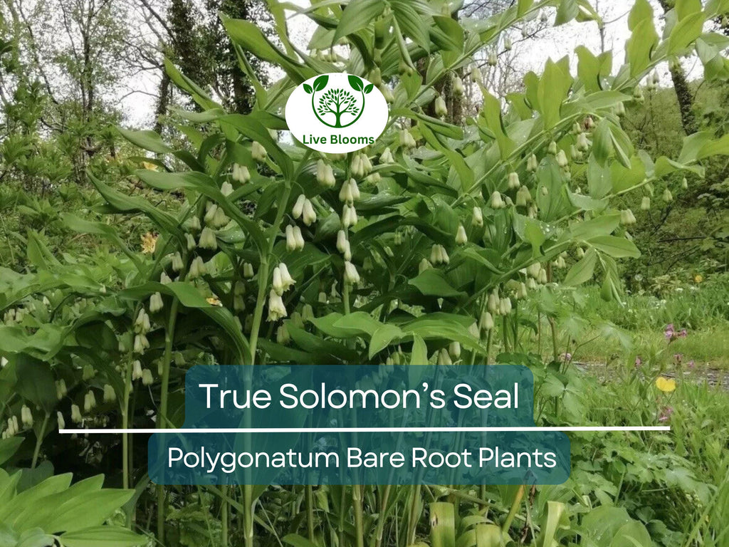 10 True Solomon’s Seal Plants - Bare Root Transplants - Polygonatum biflorum, Woodland Shade, Herb, Native Perennial