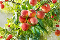 Contender Peach 1 Live Tree 2 ft Tall Bare Root (Prunus persica) Cold Hardy Peach Tree