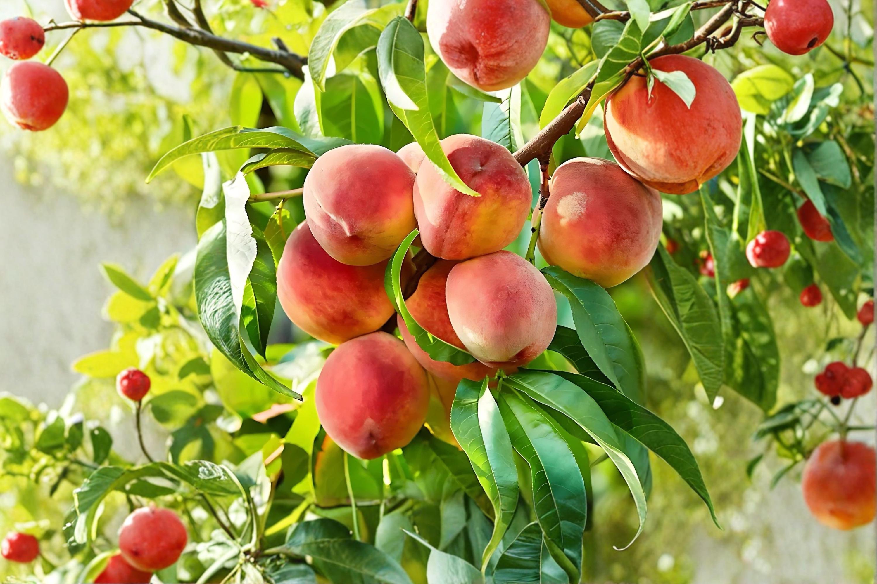 Contender Peach 1 Live Tree 2 ft Tall Bare Root (Prunus persica) Cold Hardy Peach Tree
