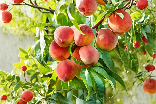 Contender Peach 1 Live Tree 2 ft Tall Bare Root (Prunus persica) Cold Hardy Peach Tree
