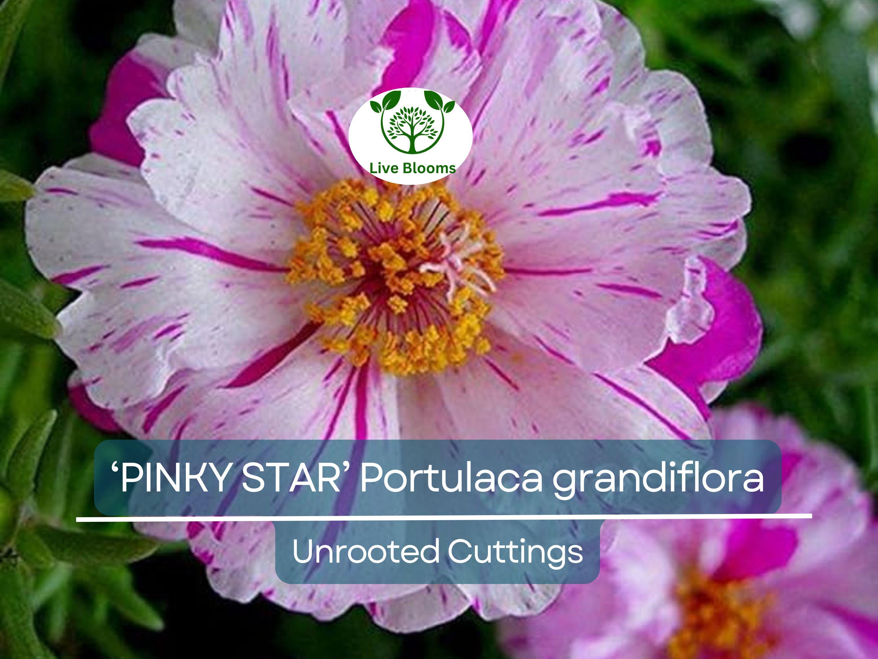 10 PINKY STAR Portulaca grandiflora Unrooted Cuttings 5" - Bright Pink Moss Rose, Vibrant Garden Succulent, Outdoor & Indoor Plant