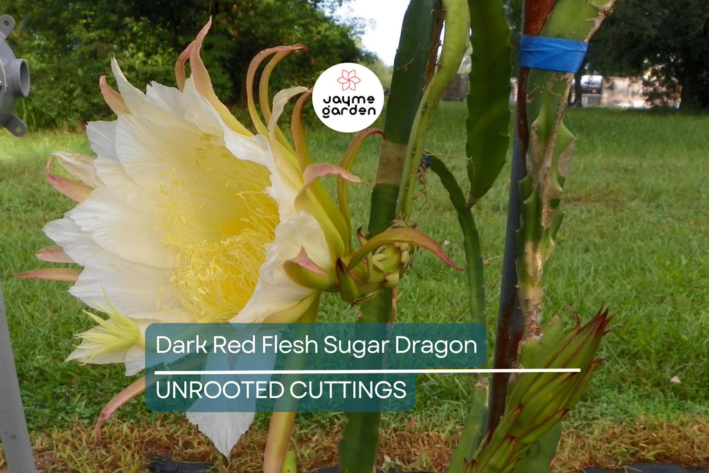 Dark Red Flesh Sugar Dragon Cuttings – 8" to 10" Unrooted Dragon Fruit Cuttings