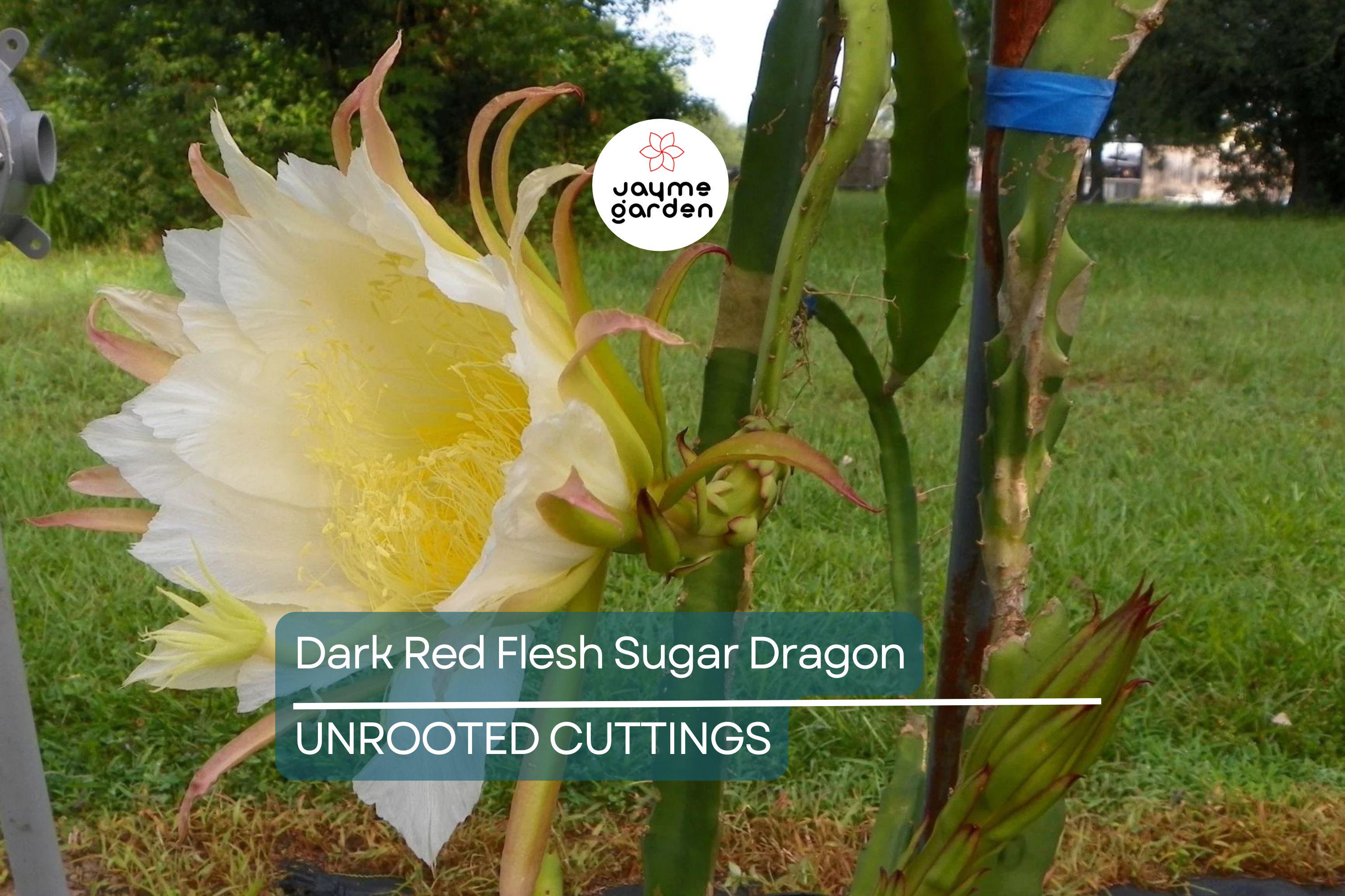 Dark Red Flesh Sugar Dragon Cuttings – 8" to 10" Unrooted Dragon Fruit Cuttings