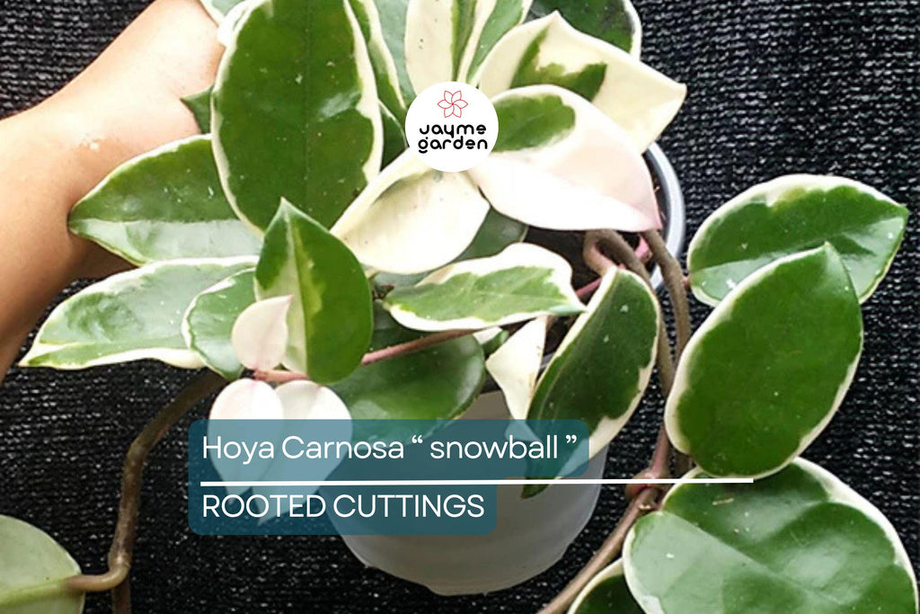 Hoya Carnosa ‘Snow Ball’ Well-Rooted Cutting 4 Inch Pot | Starter Live Plant | Easy to Grow | Fragrant Wax Flowers | Houseplant Gift