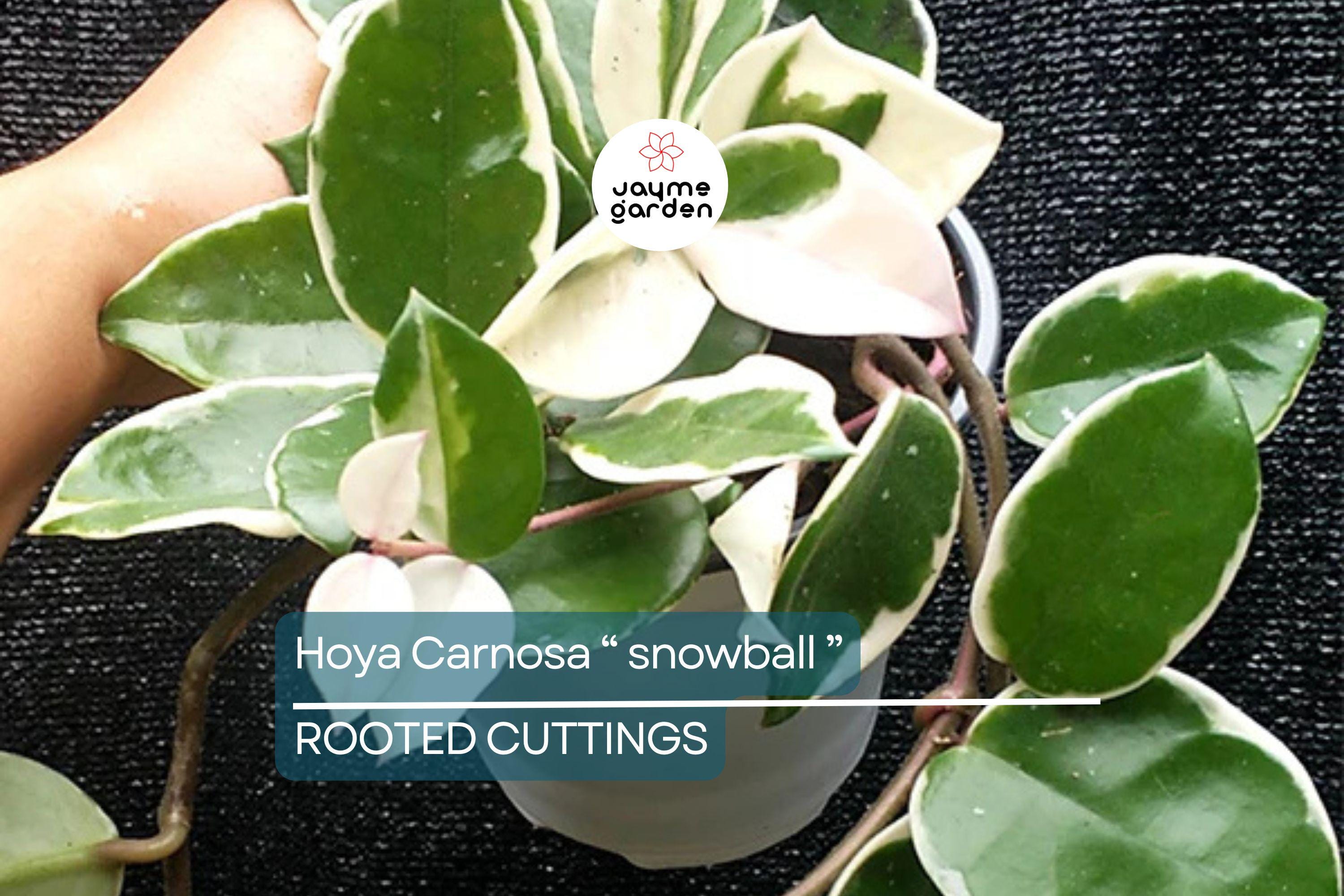 Hoya Carnosa ‘Snow Ball’ Well-Rooted Cutting 4 Inch Pot | Starter Live Plant | Easy to Grow | Fragrant Wax Flowers | Houseplant Gift