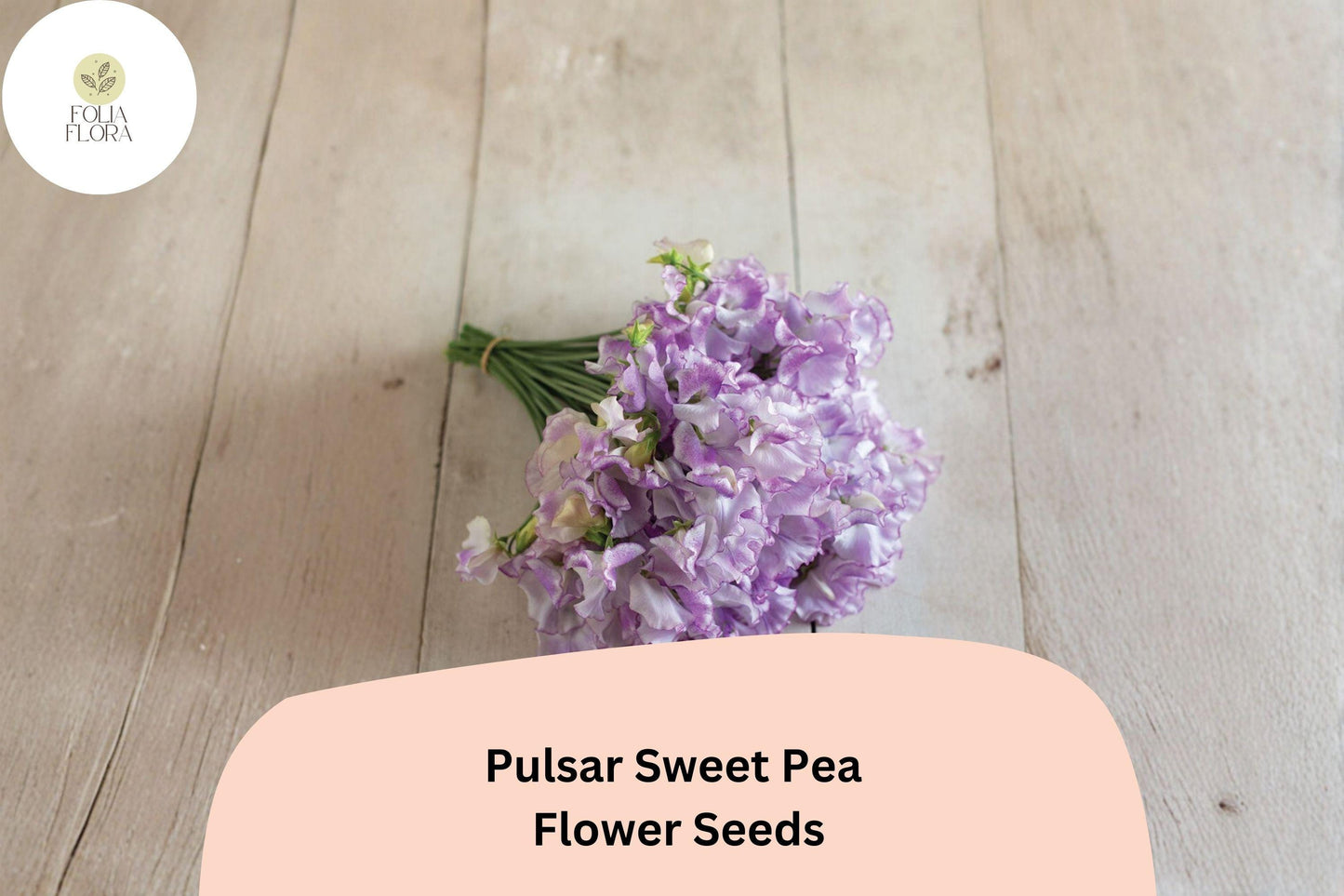 50+ Pulsar Sweet Pea Seeds | Deep Purple & White Bicolor Climbing Flowers for Garden Trellis