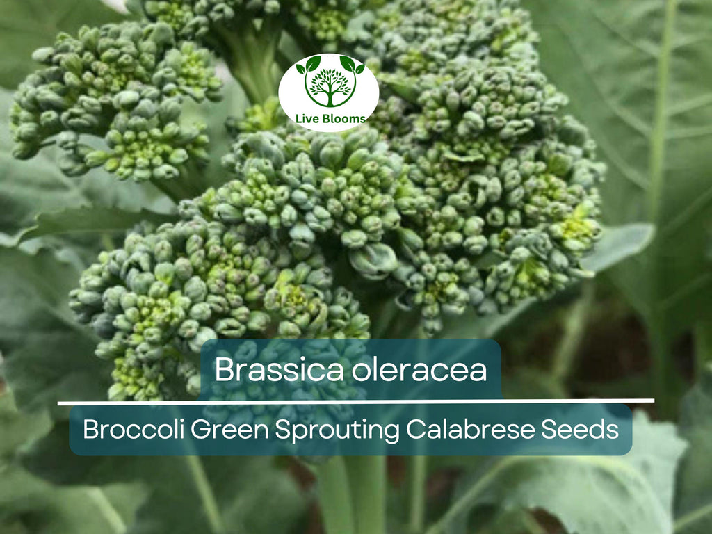 300 Seeds Broccoli Green Sprouting Calabrese - Brassica oleracea | Heirloom Seeds for Planting, Gardening & Nutritious Harvests