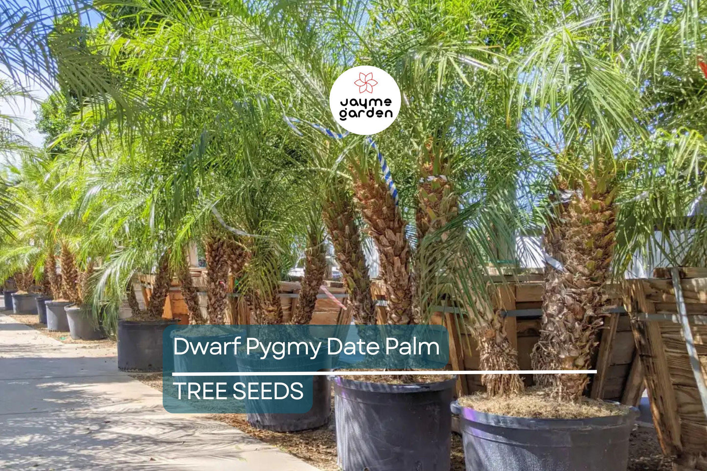 10 Dwarf Pygmy Date Palm Seeds – Phoenix roebelinii, Indoor Houseplant, 6 ft Tall, Subtropical Palm, Great for Containers & Landscaping
