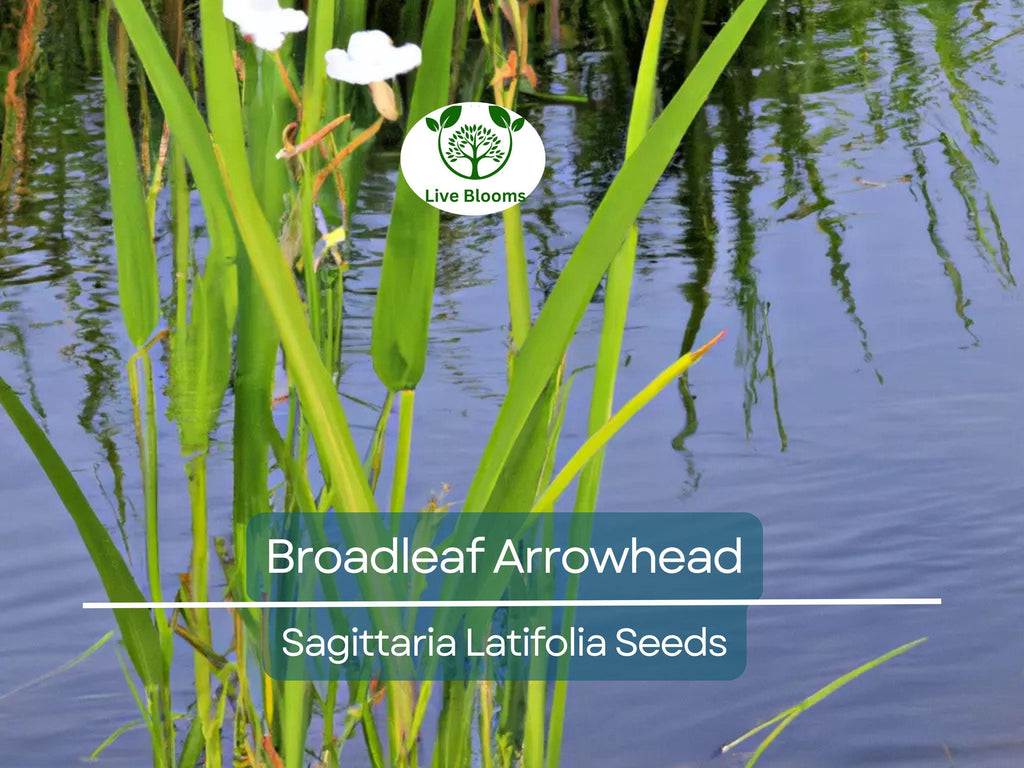 1000 Broadleaf Arrowhead Flower Seeds (Sagittaria Latifolia) | Water Plant, Pond Flower, Native Aquatic Perennial for Gardens