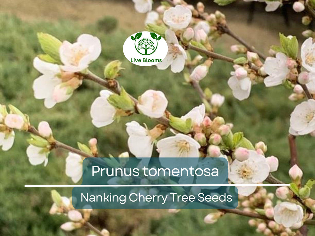 10 Seeds Prunus tomentosa (Nanking Cherry) for Planting | Hardy Fruit-Bearing Shrub for Gardens, Landscaping & Wildlife