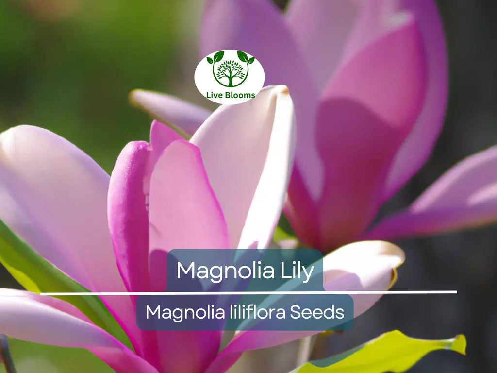 10 Magnolia Lily Seeds (Magnolia liliflora) | Pink Flowering Tree, Beautiful Blooms, Hardy Perennial for Garden & Landscape
