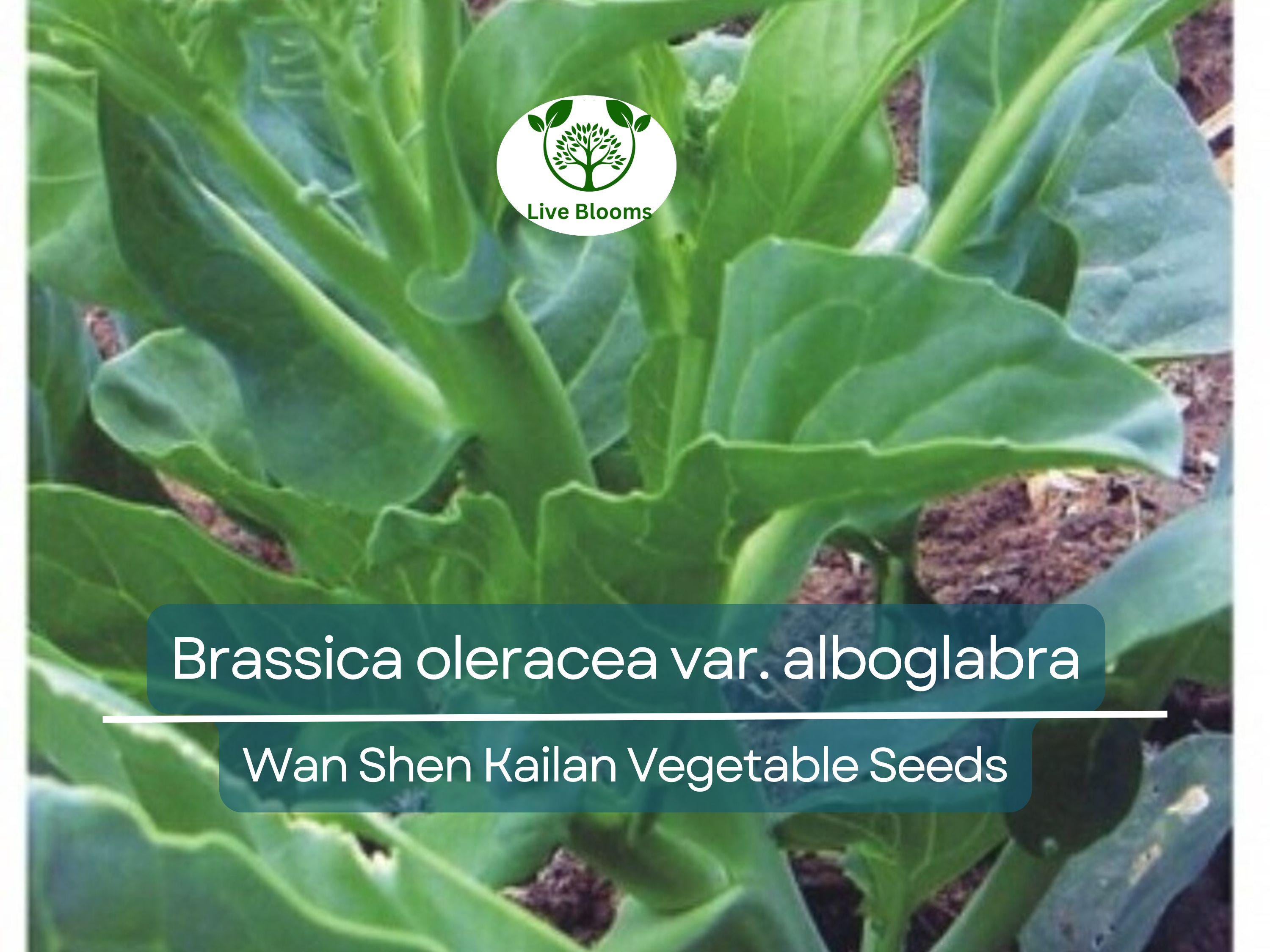 150 Seeds Wan Shen Kailan - Brassica oleracea var. alboglabra | Open Pollinated Asian Green for Planting & Culinary Use