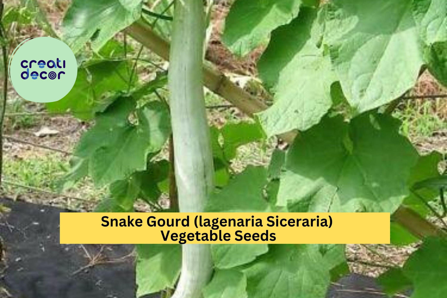 10 Seeds Snake Gourd – Unique Long Curved Gourd for Cooking, Vertical Gardens, and Warm Season Vegetable Growing Seeds for Planting