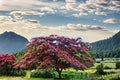 Pink Mimosa Tree 1 Live Plant 2ft Tall Bare Root (Albizia julibrissin) Silk Tree