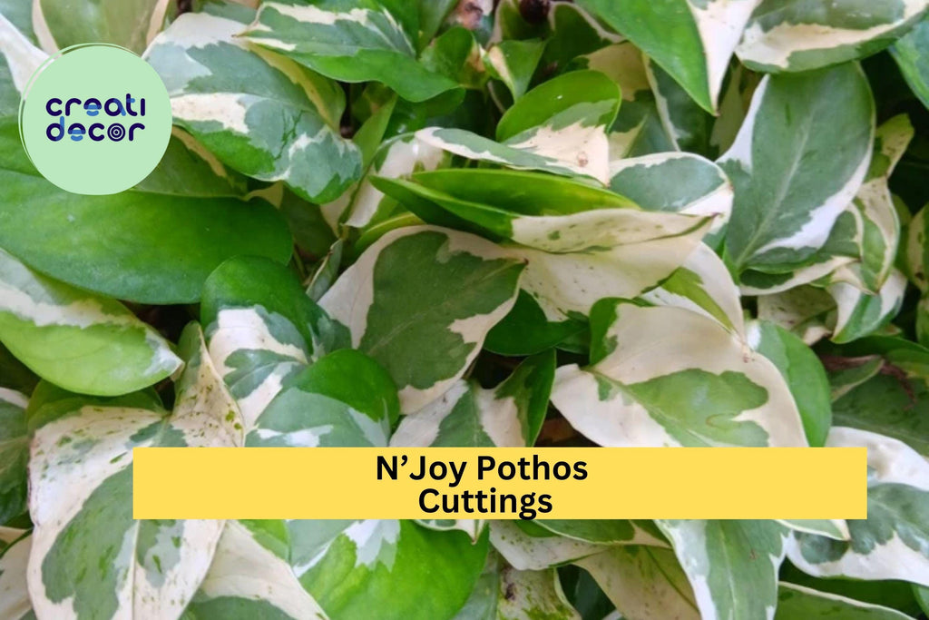 N’Joy Pothos 3 Fresh Cuttings – Epipremnum aureum Variegated Houseplant, Easy to Root Indoor Vine, No Roots, Rare Trailing Plant