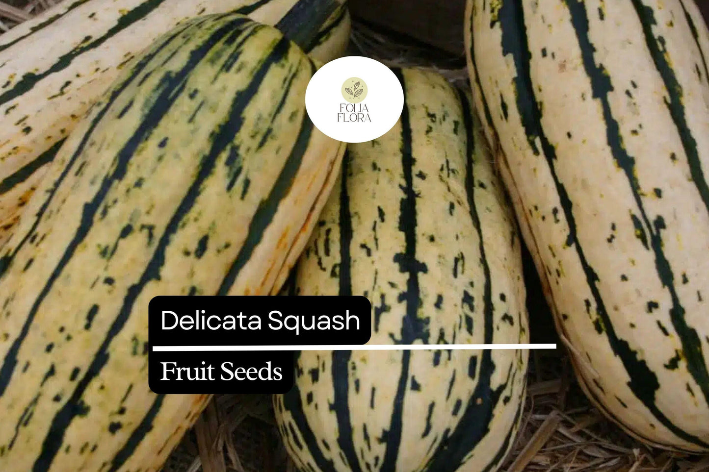 20 Seeds Delicata Squash (Cucurbita pepo) – Sweet, Nutty Flavor, Easy-to-Grow Winter Squash