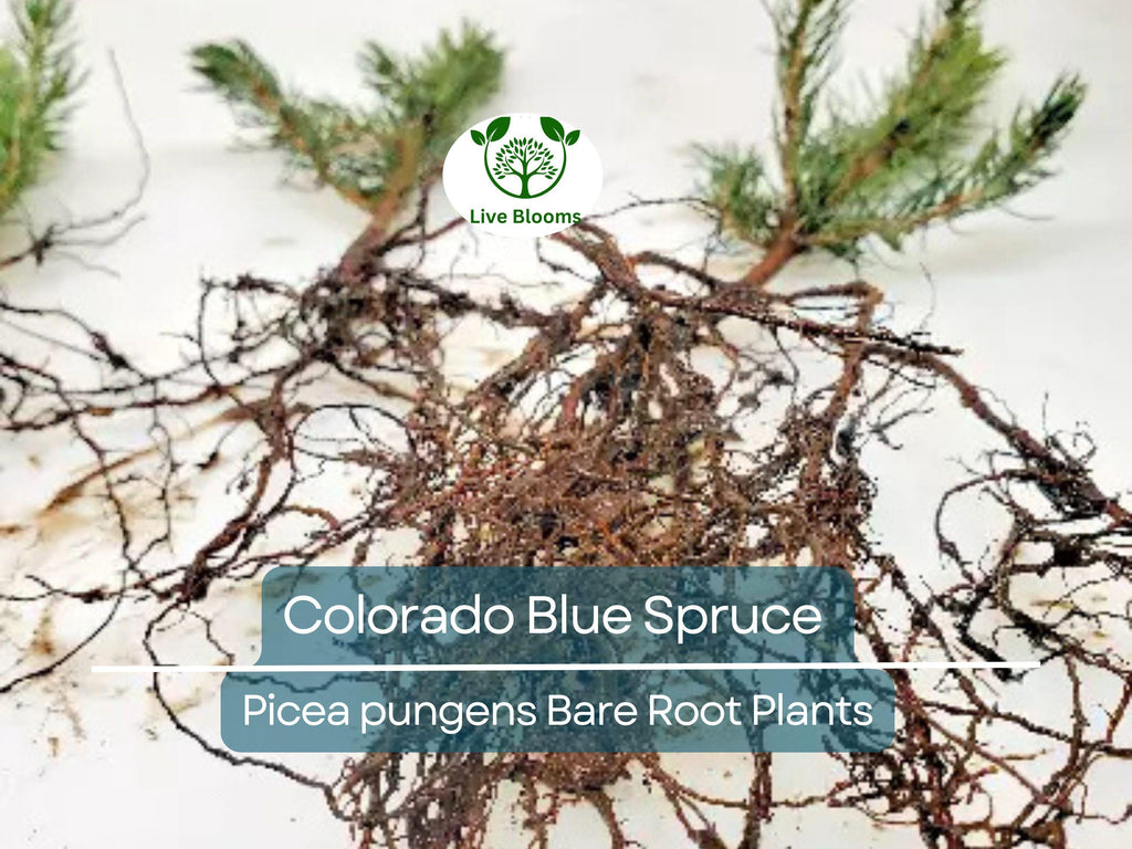 1 Colorado Blue Spruce Tree – Bare Root 9" Seedling – Pre-Bonsai or Landscape Starter – Hardy Evergreen – Zones 2–7