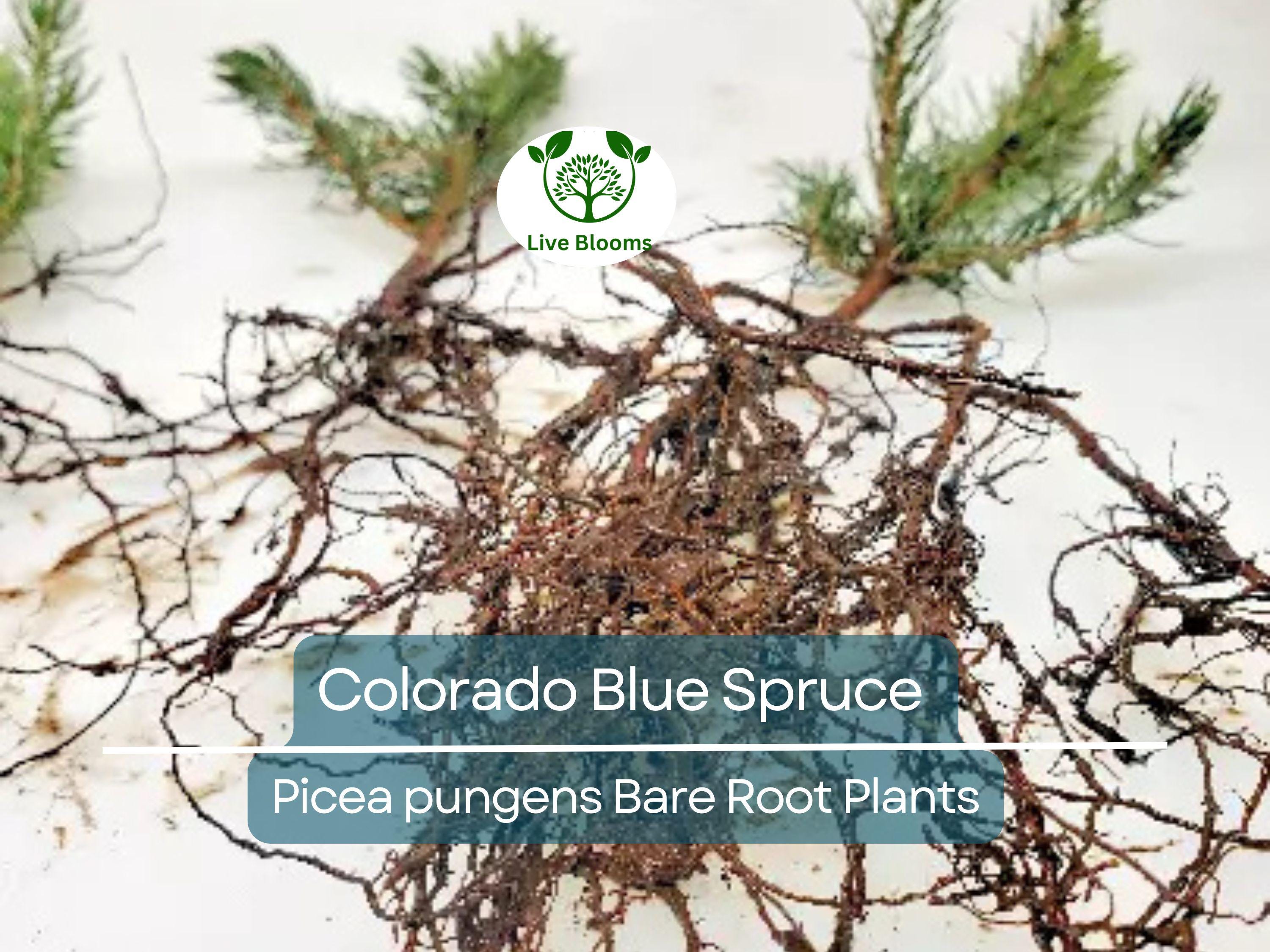 1 Colorado Blue Spruce Tree – Bare Root 9" Seedling – Pre-Bonsai or Landscape Starter – Hardy Evergreen – Zones 2–7