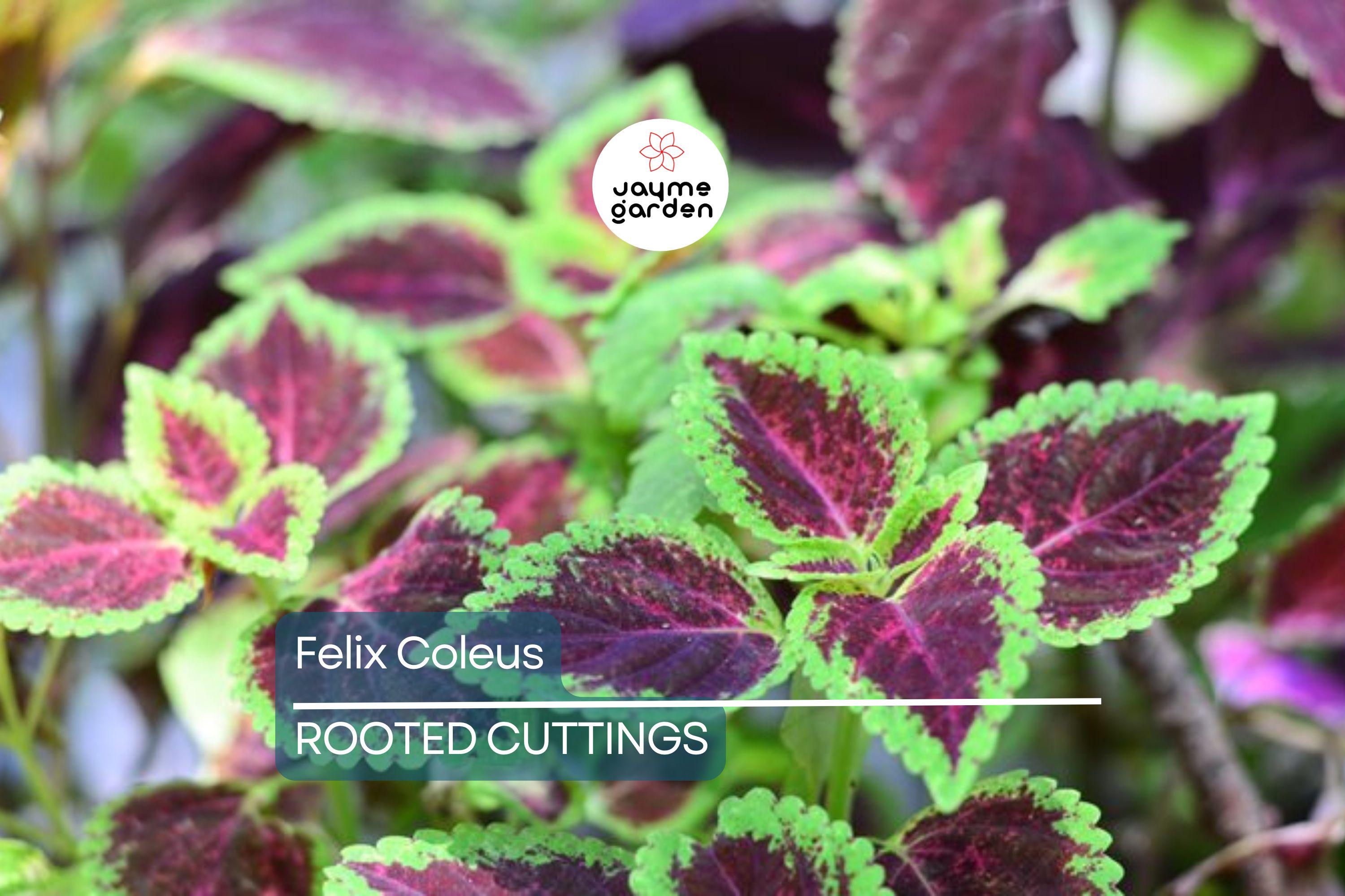 Felix Coleus Rooted Cutting | Vibrant Foliage Starter Plant | Easy Care for Indoor & Outdoor Gardens