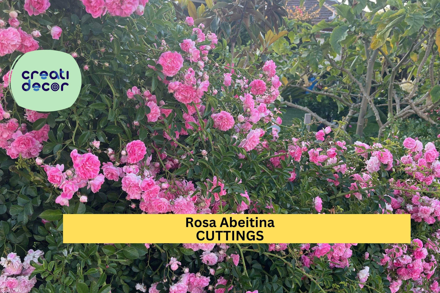 5 Pink Climbing Rose Cuttings | Heirloom Pine Rose Bush Starter | Unrooted Garden Propagation | Hardy Flowering Vine Rose