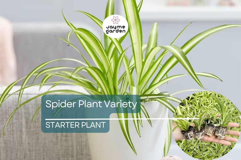 1 Spider Plant Variety Pack | Ocean, Hawaiian, Green, Bonnie Curly | Live Air-Purifying Starter Plants | Easy Indoor Decor | Great Gift