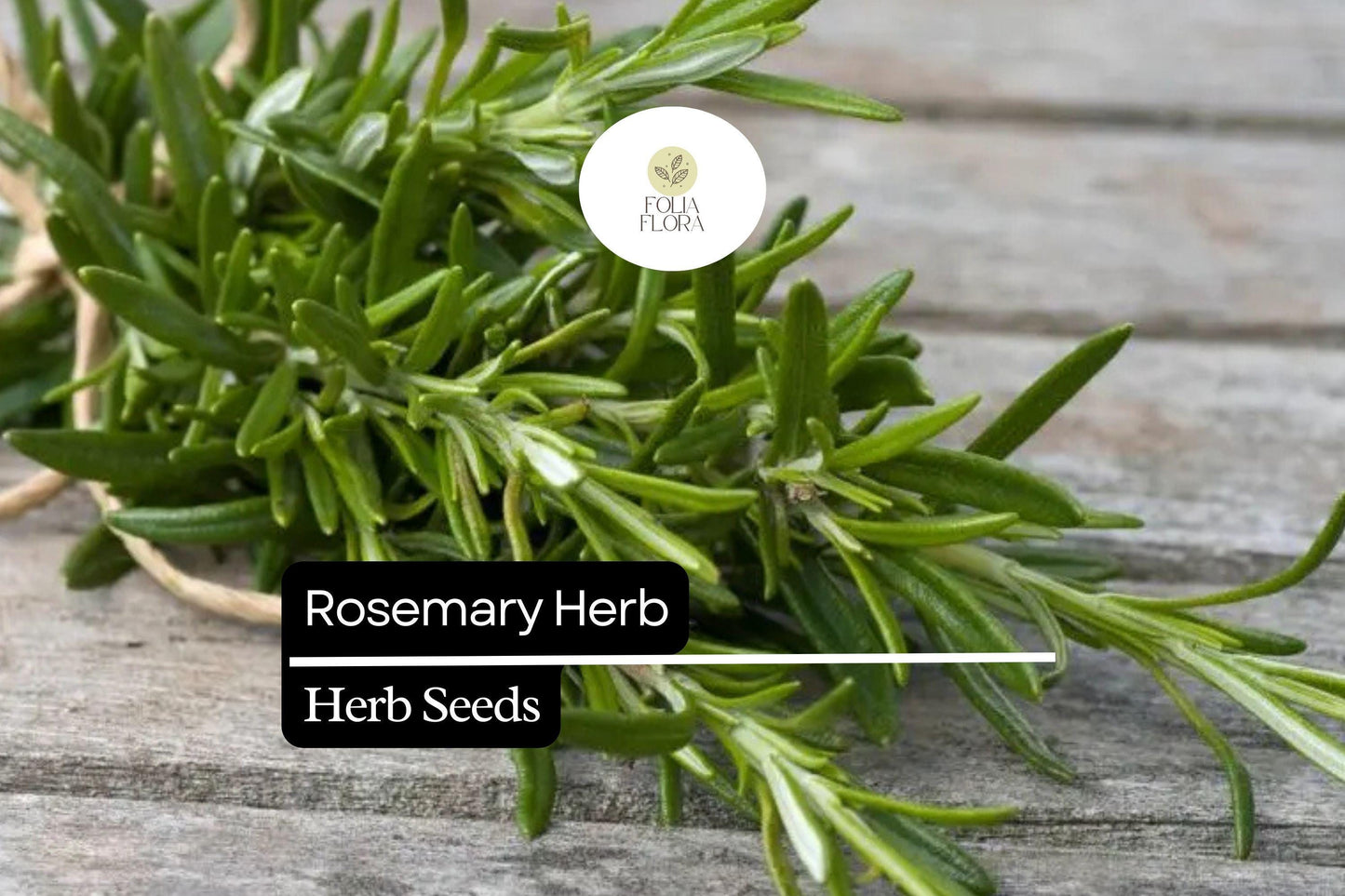 100 Seeds Rosemary (Salvia rosmarinus) – Aromatic Herb for Culinary and Ornamental Gardens